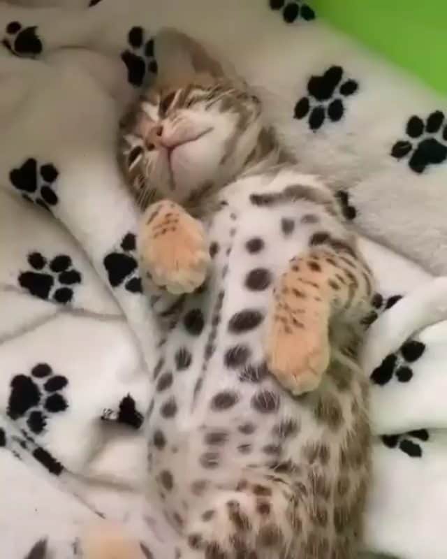 OUR FAVORITE CATSのインスタグラム：「So sweet😊😊 From:@cats_gogo」