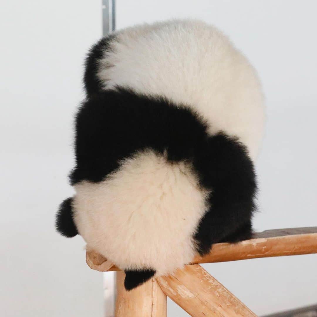パンダ（白浜）さんのインスタグラム写真 - (パンダ（白浜）Instagram)「ＰＥＲＦＯＲＭＡＮＣＥＳ ＯＮ　ＴＨＥ ＢＲＡＮＣＨ. #結浜 looking through telescope? 🐼😊🐼 #ADVENTUREWORLDPANDAS #baby #HELLOLITTLE #pandamental #hellopanda #ハローリトル #ハローパンダ #パンダグラビア #パンダ　and #panda #pandababy 🐼🐼🐼」6月28日 19時16分 - hellopanda_book