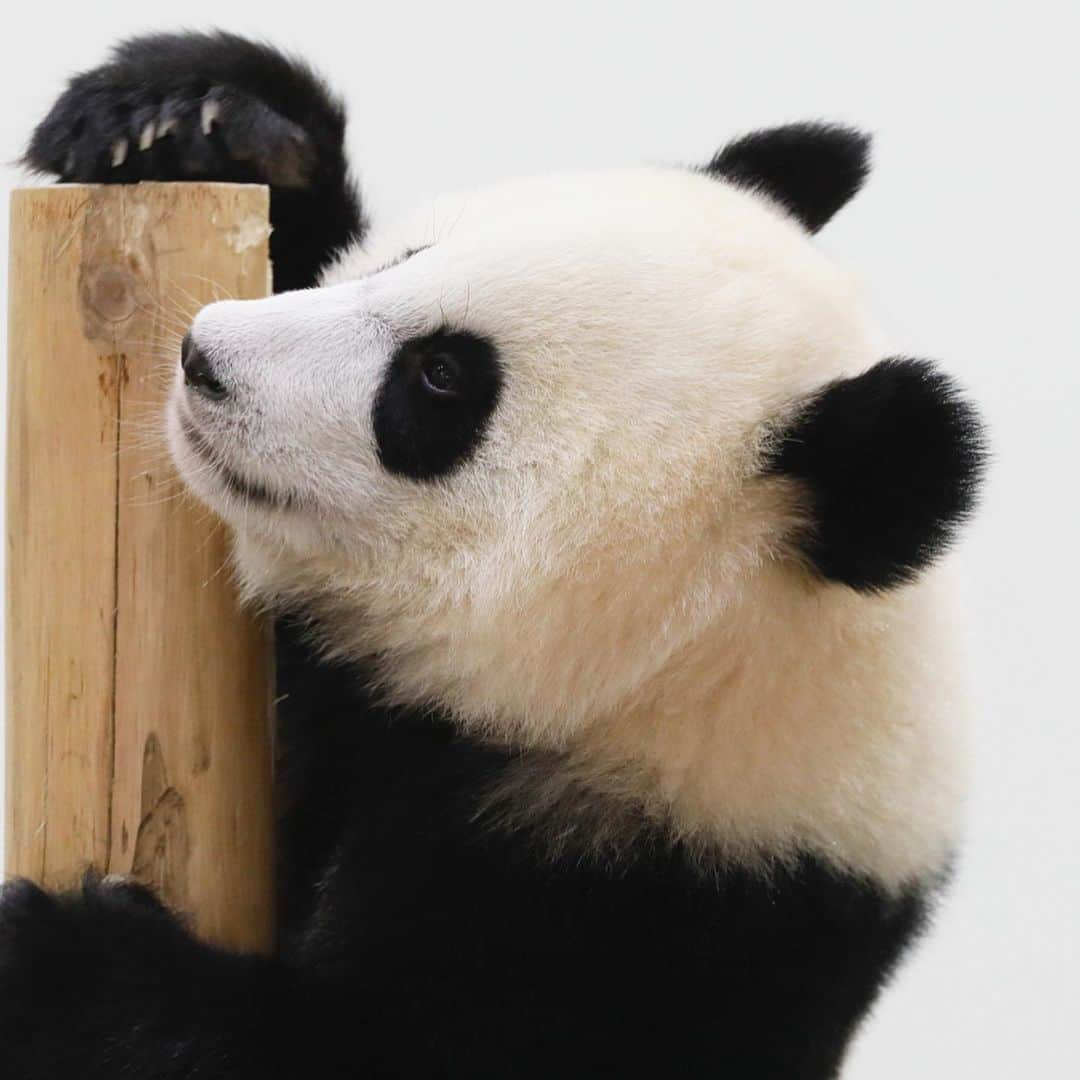 パンダ（白浜）さんのインスタグラム写真 - (パンダ（白浜）Instagram)「ＰＥＲＦＯＲＭＡＮＣＥＳ ＯＮ　ＴＨＥ ＢＲＡＮＣＨ. #結浜 looking through telescope? 🐼😊🐼 #ADVENTUREWORLDPANDAS #baby #HELLOLITTLE #pandamental #hellopanda #ハローリトル #ハローパンダ #パンダグラビア #パンダ　and #panda #pandababy 🐼🐼🐼」6月28日 19時16分 - hellopanda_book