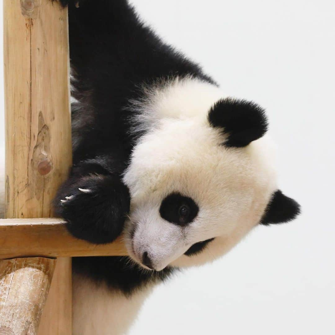 パンダ（白浜）さんのインスタグラム写真 - (パンダ（白浜）Instagram)「ＰＥＲＦＯＲＭＡＮＣＥＳ ＯＮ　ＴＨＥ ＢＲＡＮＣＨ. #結浜 looking through telescope? 🐼😊🐼 #ADVENTUREWORLDPANDAS #baby #HELLOLITTLE #pandamental #hellopanda #ハローリトル #ハローパンダ #パンダグラビア #パンダ　and #panda #pandababy 🐼🐼🐼」6月28日 19時16分 - hellopanda_book