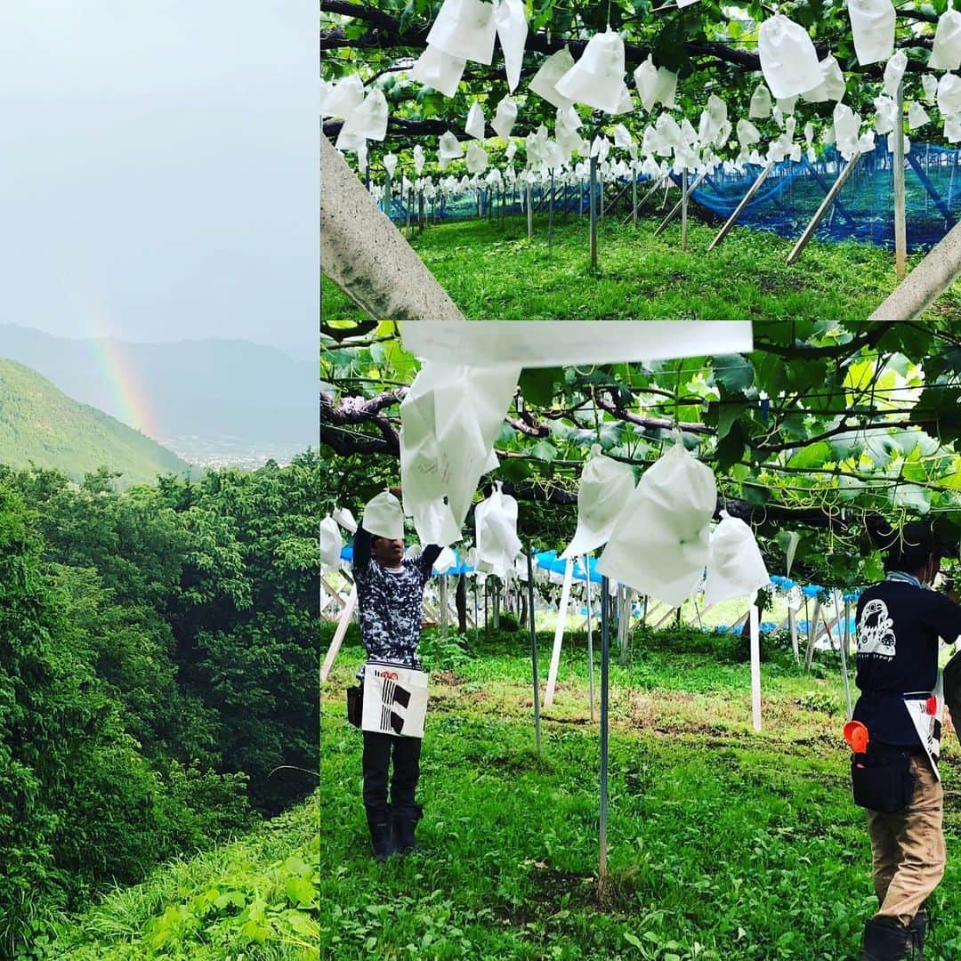 ツチと実のインスタグラム：「ツチと実でございます。  雨のお天気が続きますが、いかがお過ごしでしょうか。 ツチと実では、スタッフと共に種無し巨峰の袋かけ作業を進めています。  雨の日の作業は大変ですが、雨明けには畑から見える美しい景色🌈を堪能できました。  品種によって生育スピードが異なるので、まだシャインマスカットや種有り巨峰などの作業があり、油断はできませんが一山は越えてホッとした感じです。  さぁもう一息です！全ての山を越えて皆さんへ美味しいぶどうを食べて貰える様、頑張りますよ！  #ツチと実 #ぶどう狩り #ぶどう栽培 #もう一息 #山梨 #勝沼 #虹」