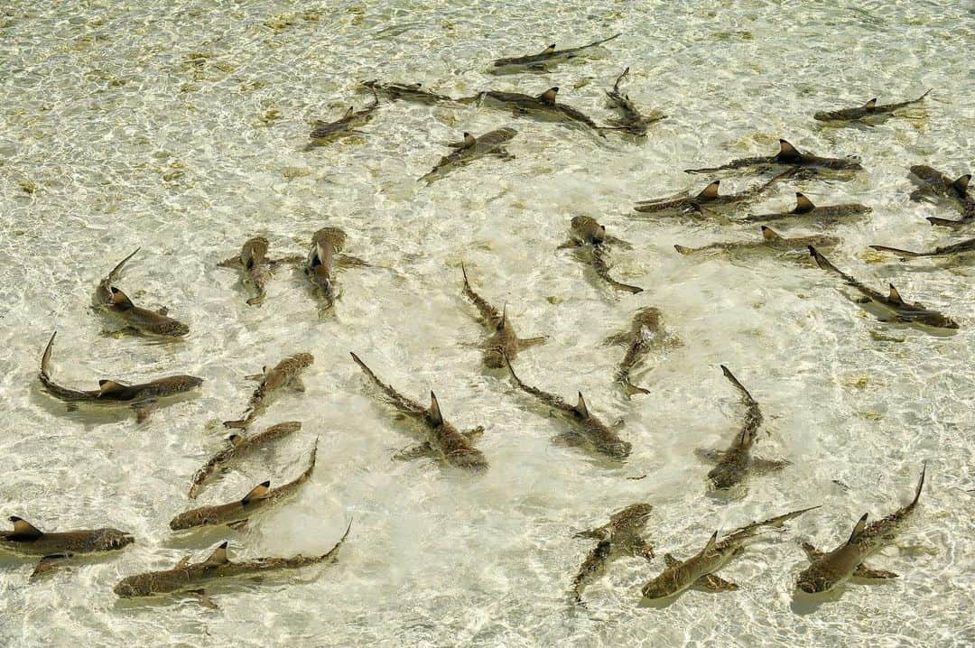 のインスタグラム：「Blacktip reef sharks gather below a coral cliff on Aldabra atoll. Fishing is prohibited here except for small subsistence quota to feed the researchers and staff of a very remote @sif_seychelles research station. When I made this photograph in 2008 the catch was still processed and cleaned on reef flat in front of the station and the sharks eagerly anticipated this daily ritual. Shot on a @saveourseasfoundation expedition working with @sif_seychelles」