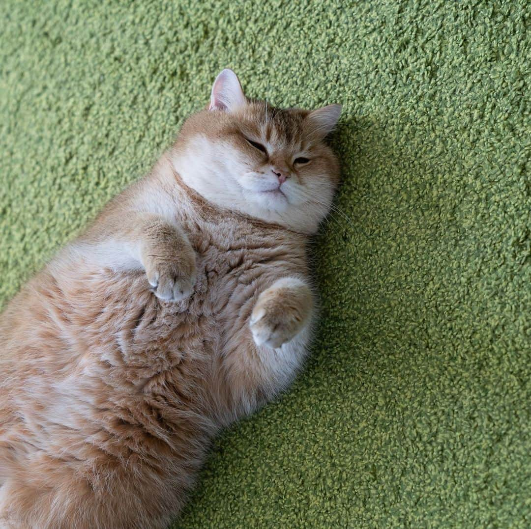 Hosicoさんのインスタグラム写真 - (HosicoInstagram)「Afternoon sleep is very beneficial for a growing feline organism 🦛」6月28日 19時24分 - hosico_cat