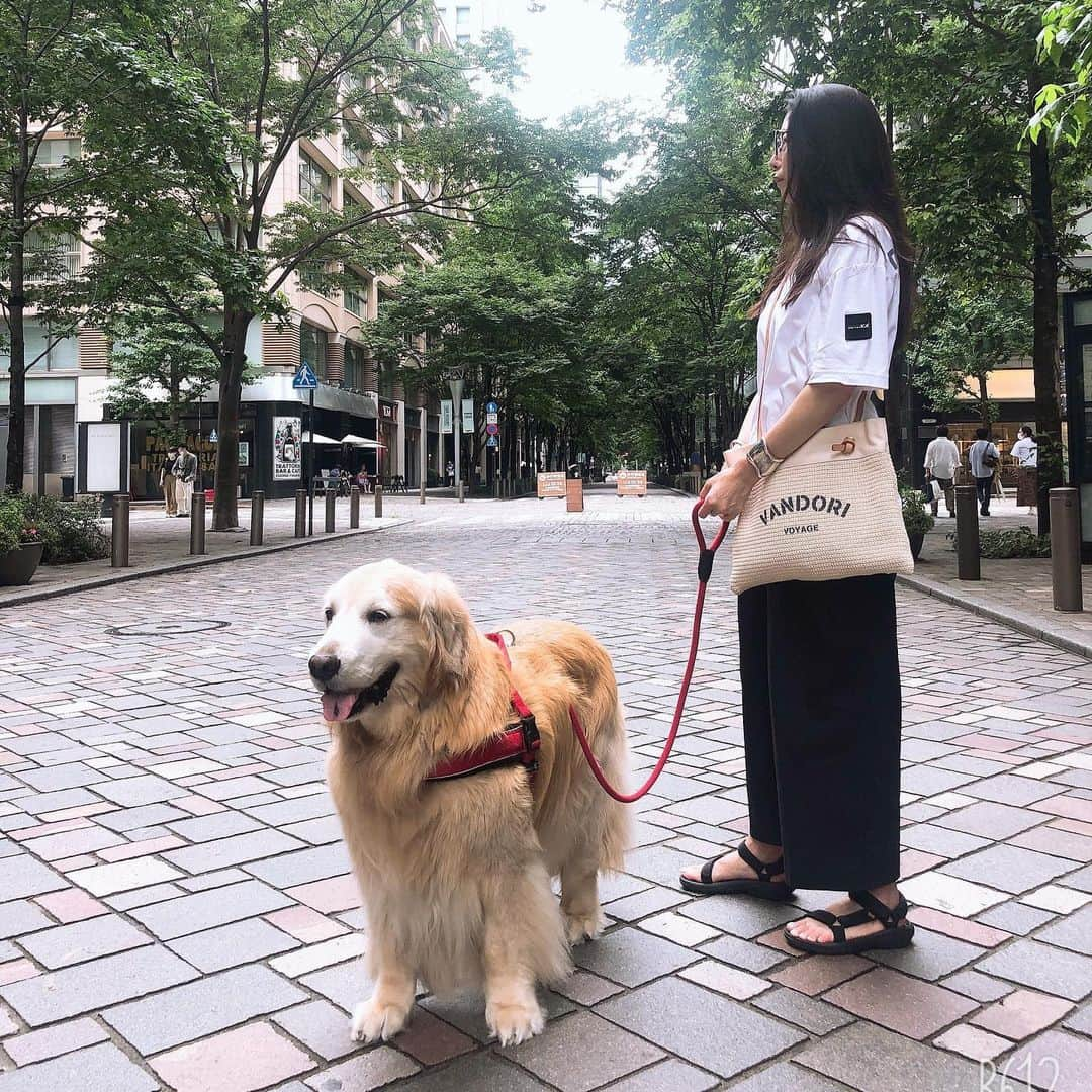 高橋ひとみさんのインスタグラム写真 - (高橋ひとみInstagram)「午後から雨があがったのでみんなで車に乗ってお散歩に行きました🎵 今日は涼しくてももえも過ごしやすそうでした🐾」6月28日 19時19分 - hitomi_momoe