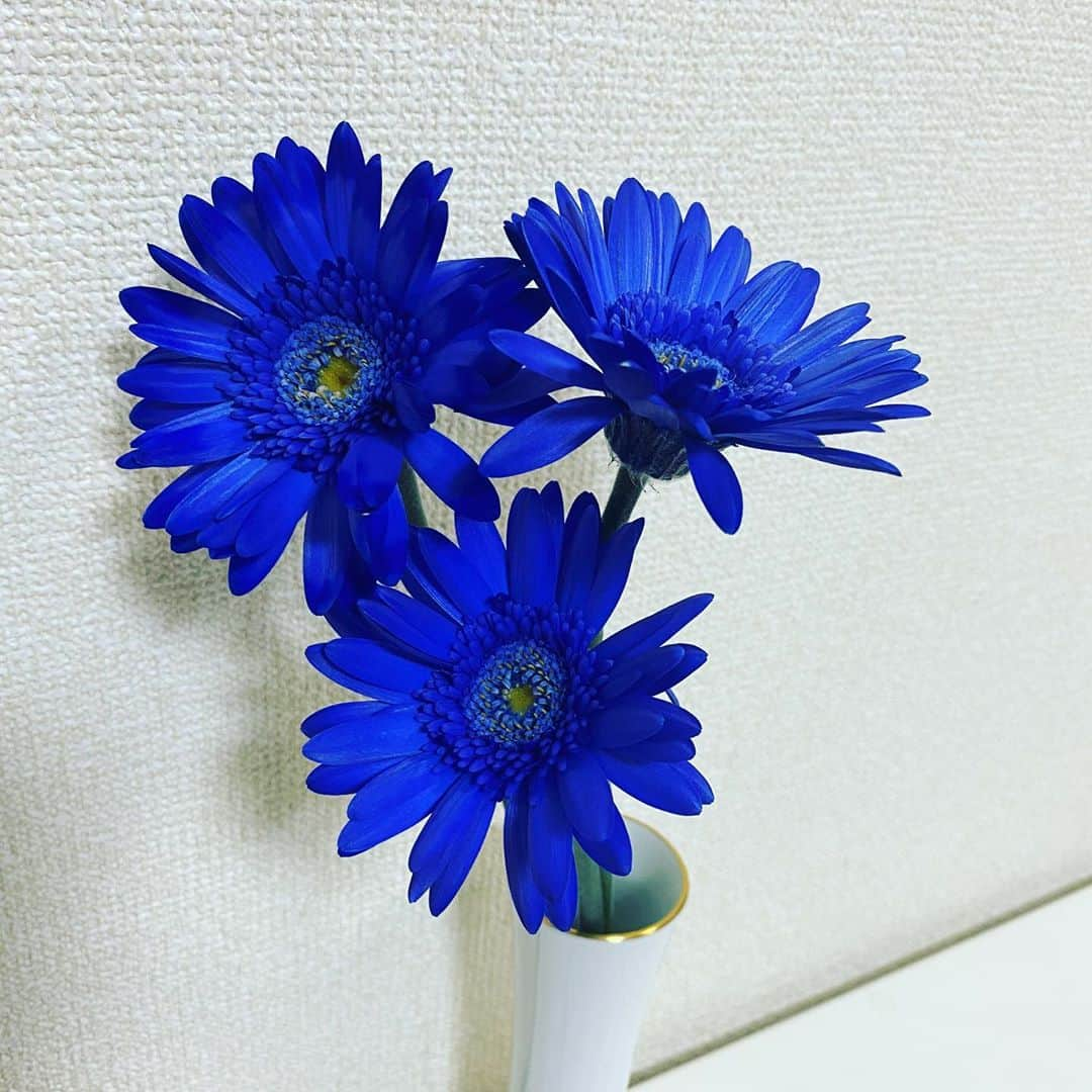 坂東亀三郎さんのインスタグラム写真 - (坂東亀三郎Instagram)「こんばんハリネズミ。﻿ ﻿ ﻿ ガーベラの花言葉は「希望」「前進」﻿ ﻿ ﻿ 青ガーベラの花言葉は「神秘」。﻿ ﻿ ﻿ 倅が選んでくれた。﻿ ﻿ ﻿ いま﻿ 僕に﻿ 世の中に 必要な言葉だから﻿ なんだか運命を感じるわー﻿ ﻿ ﻿ ﻿ #歌舞伎 #音羽屋 #歌舞伎役者﻿ #彦三郎 #坂東彦三郎 #九代目﻿ #歌舞伎部 #otowayabando﻿ #歌舞伎大好き #KABUKI﻿ コメントはお気軽に📝﻿ ランダムに返信しまっせ✍️」6月28日 19時19分 - otowayabando