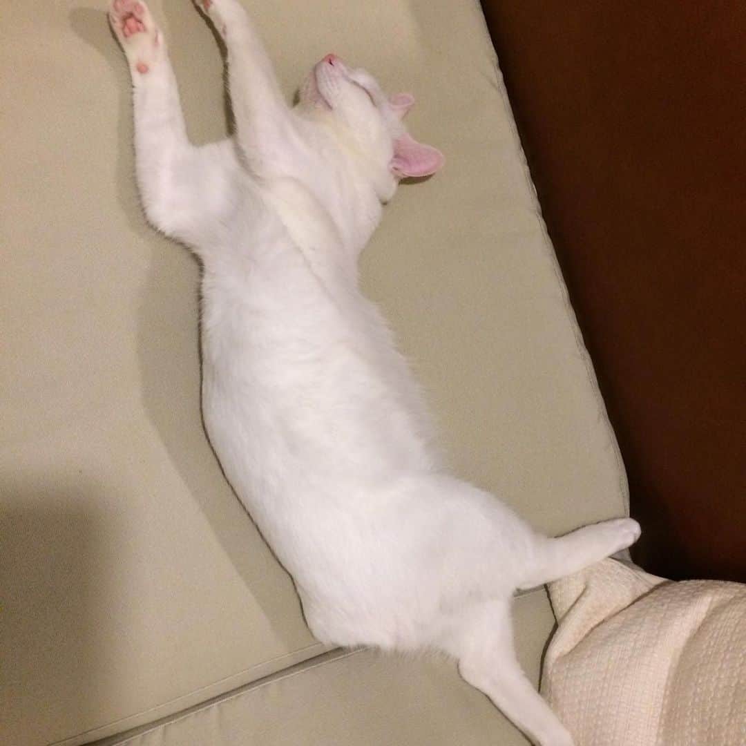 岡田屋鉄蔵さんのインスタグラム写真 - (岡田屋鉄蔵Instagram)「捻りが複雑なの入りました！これは得点高いですよ…！ 雨の中、懲りずに譲渡会に行き相変わらず断られております。高齢独身フリーランス、もう呪文と化してますな。後継人を立てその人も契約書に署名捺印必須…ハードル高し。この世には天涯孤独の猫下僕も居るんやで…。まあ、ご縁ある時はサクサク決まるものなので、今回はNNNの御意志ではなかったと諦めましょう。素敵な熟女だったんだがなぁ。すまぬ、アルナブさん、今しばらく一人っ子で我慢して下さい。」6月28日 19時36分 - nabhamab
