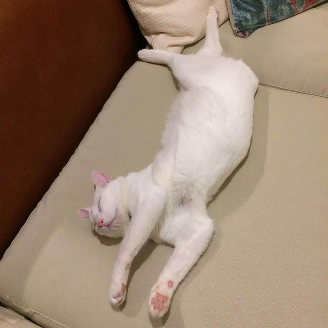 岡田屋鉄蔵さんのインスタグラム写真 - (岡田屋鉄蔵Instagram)「捻りが複雑なの入りました！これは得点高いですよ…！ 雨の中、懲りずに譲渡会に行き相変わらず断られております。高齢独身フリーランス、もう呪文と化してますな。後継人を立てその人も契約書に署名捺印必須…ハードル高し。この世には天涯孤独の猫下僕も居るんやで…。まあ、ご縁ある時はサクサク決まるものなので、今回はNNNの御意志ではなかったと諦めましょう。素敵な熟女だったんだがなぁ。すまぬ、アルナブさん、今しばらく一人っ子で我慢して下さい。」6月28日 19時36分 - nabhamab