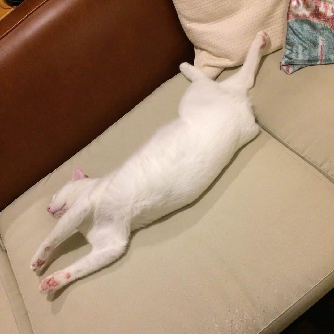 岡田屋鉄蔵さんのインスタグラム写真 - (岡田屋鉄蔵Instagram)「捻りが複雑なの入りました！これは得点高いですよ…！ 雨の中、懲りずに譲渡会に行き相変わらず断られております。高齢独身フリーランス、もう呪文と化してますな。後継人を立てその人も契約書に署名捺印必須…ハードル高し。この世には天涯孤独の猫下僕も居るんやで…。まあ、ご縁ある時はサクサク決まるものなので、今回はNNNの御意志ではなかったと諦めましょう。素敵な熟女だったんだがなぁ。すまぬ、アルナブさん、今しばらく一人っ子で我慢して下さい。」6月28日 19時36分 - nabhamab