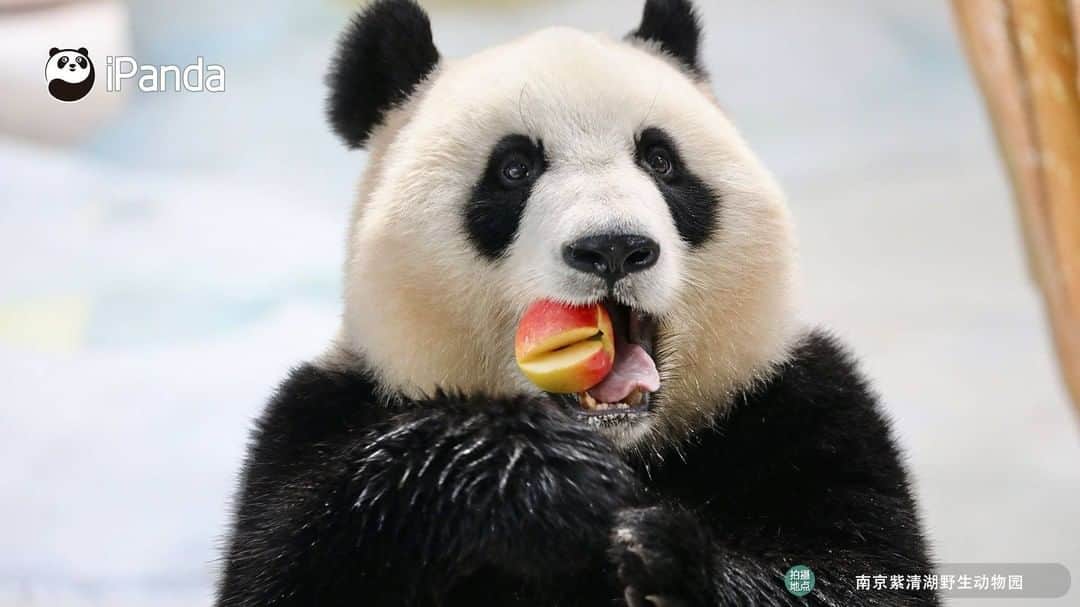 iPandaさんのインスタグラム写真 - (iPandaInstagram)「Living in the ‘ice castle’ built by nannies, I don’t have to worry about how to beat the summer heat! 🐼 🐾 🐼 #panda #ipanda #animal #pet #adorable #China #travel #pandababy #cute #photooftheday #Sichuan #cutepanda #animalphotography #cuteness #cutenessoverload」6月28日 20時00分 - ipandachannel