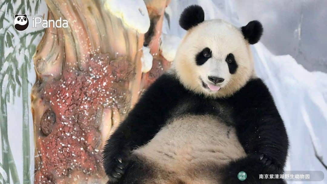 iPandaさんのインスタグラム写真 - (iPandaInstagram)「Living in the ‘ice castle’ built by nannies, I don’t have to worry about how to beat the summer heat! 🐼 🐾 🐼 #panda #ipanda #animal #pet #adorable #China #travel #pandababy #cute #photooftheday #Sichuan #cutepanda #animalphotography #cuteness #cutenessoverload」6月28日 20時00分 - ipandachannel