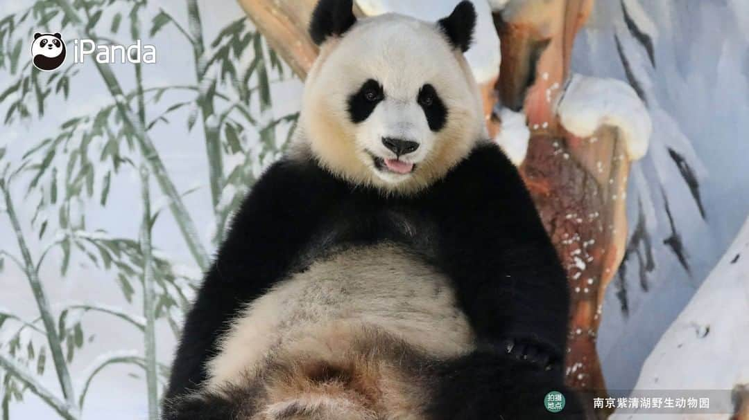 iPandaさんのインスタグラム写真 - (iPandaInstagram)「Living in the ‘ice castle’ built by nannies, I don’t have to worry about how to beat the summer heat! 🐼 🐾 🐼 #panda #ipanda #animal #pet #adorable #China #travel #pandababy #cute #photooftheday #Sichuan #cutepanda #animalphotography #cuteness #cutenessoverload」6月28日 20時00分 - ipandachannel