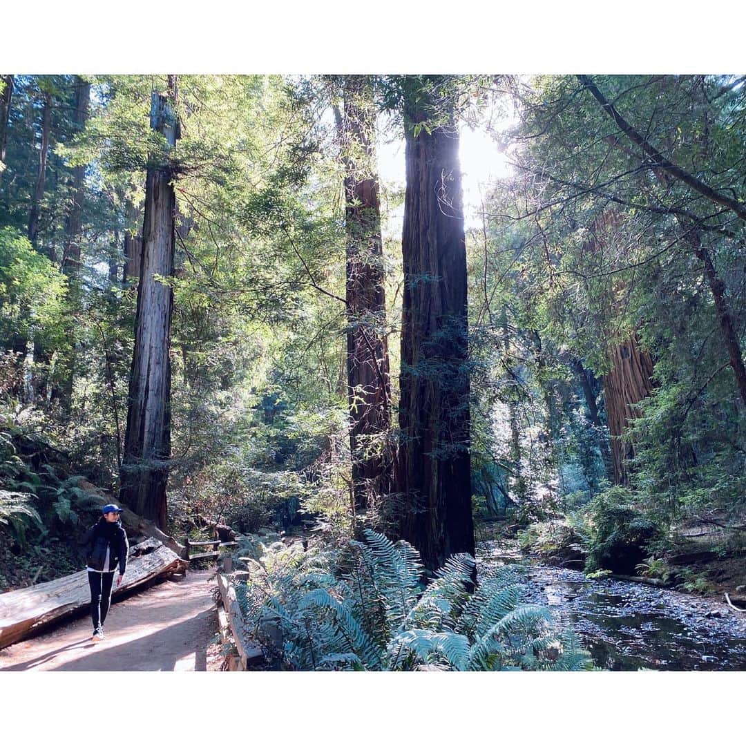 太田彩乃さんのインスタグラム写真 - (太田彩乃Instagram)「Deep breath...🌿🌏 写真を見返してて、思わず脳内森林浴。 去年の冬、妹と行ったMuir woods🌳 . . #muirwoods #redwoods #sanfrancisco #ayano旅_sanfrancisco #森林浴 #ハイキング #深呼吸の必要」6月28日 20時21分 - ayano.ohta
