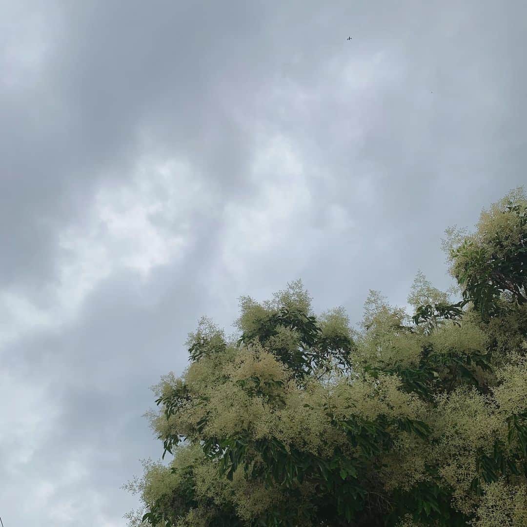 涼川菜月さんのインスタグラム写真 - (涼川菜月Instagram)「🌳﻿ ﻿ ﻿ ﻿ rainy season﻿ ﻿ ﻿ ﻿ ﻿ ﻿ ﻿」6月28日 20時42分 - nachia_p