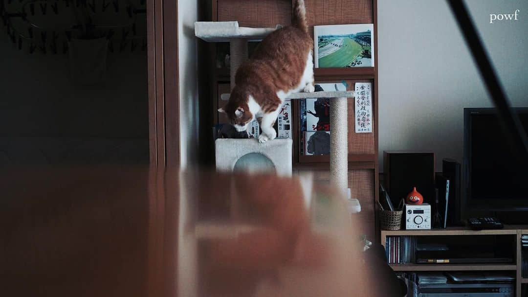anemone_69のインスタグラム：「. #ハカセとキョウジュ #茶トラ白 #茶白 #cat #猫 #保護猫 . . .」