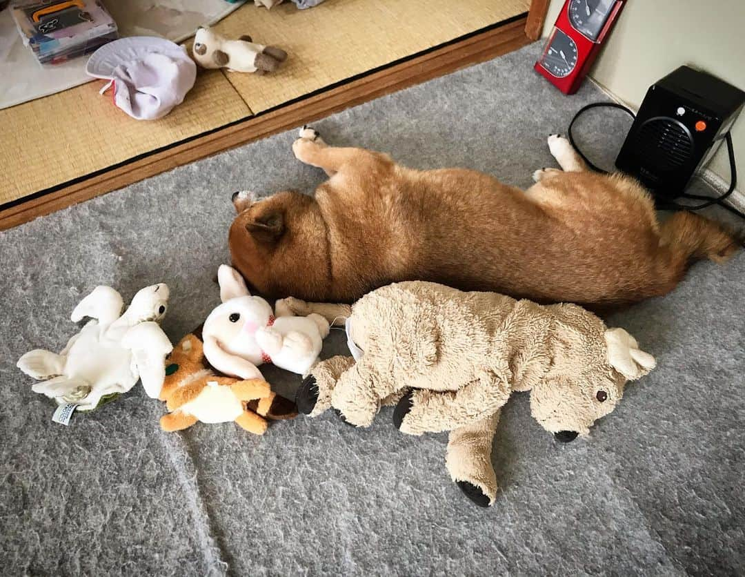 柴犬はなこ Shibainu Hanakoさんのインスタグラム写真 - (柴犬はなこ Shibainu HanakoInstagram)「ぬいぐるみがいっぱい🧸😁🐢🐶🐕🐰 #shiba #dog #shibainu #柴犬　#犬　#hideandseek #かくれんぼ」6月28日 20時53分 - kiki_beee