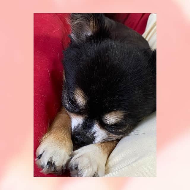 谷口あかりさんのインスタグラム写真 - (谷口あかりInstagram)「ぐっすり。﻿ ﻿  かわいい。。 ﻿ #チワワ ﻿ #犬のいる暮らし﻿ #dog﻿ #いぬすたぐらむ﻿ #ちわすたぐらむ　﻿ #dogstagram﻿ #わんこ﻿ #愛犬﻿ #instadog﻿ #いぬのきもち﻿ #doglover﻿ #犬好きな人と繋がりたい﻿ #いぬバカ部﻿ #可愛い﻿ #幸せ　﻿ #chihuahua﻿ #癒し﻿ #うちの王子﻿ #梅雨﻿ #お散歩﻿ #instagood﻿ #instapic﻿ #instagram #instagramer  #Instagramjapan ﻿」6月28日 21時07分 - akari.taniguchi