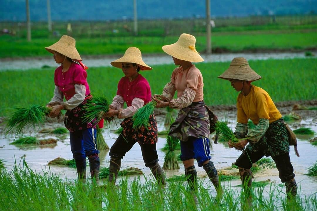 National Geographic Travelさんのインスタグラム写真 - (National Geographic TravelInstagram)「Photo by Michael Yamashita @yamashitaphoto | The Dai minority in Xishuangbanna, Yunnan, China, are the most fashionably dressed rice harvesters I've ever seen. The Dai people are of the same ethnic group that inhabits Thailand, Laos, and Myanmar south of here. They are typically farmers who live along the banks of the Mekong River. They grow tropical crops like pineapples in addition to the staple crop of rice.  For more on the Mekong, including the ongoing water crisis, follow @yamashitaphoto. #Dai #xishuangbanna #yunnan #rice #Mekong」6月28日 21時07分 - natgeotravel