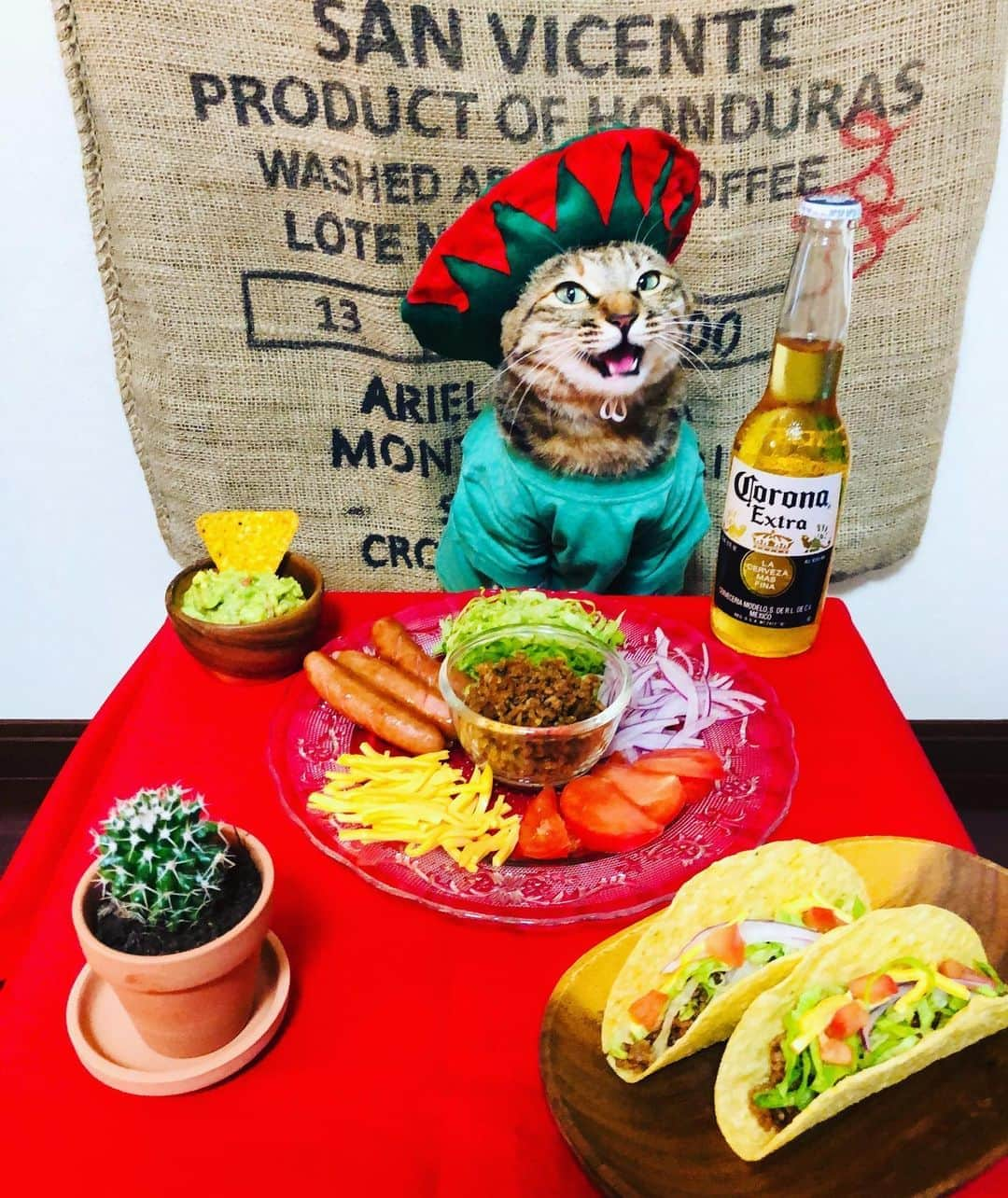 マロさんのインスタグラム写真 - (マロInstagram)「🌵Taco party🌮　　SWIPE▶️ ✴︎ いつもコメントありがとうございます😸🙏💕 返信出来なくてすみません🙇‍♀️ 全て拝見しています🐾 ✴︎ Thank you for your kind comments😸🙏💕 I'm sorry that I couldn't reply. ✴︎ #cat#cats#catsofinstagram#😻 #tacos#taco#beer#mexico  #ねこ#猫#ねこ部#ふわもこ部 #にゃんすたぐらむ#タコス #タコスパーティー #ビール #サボテン#料理#猫のいる暮らし  #斉藤和義#mannishboys」6月28日 21時11分 - rinne172