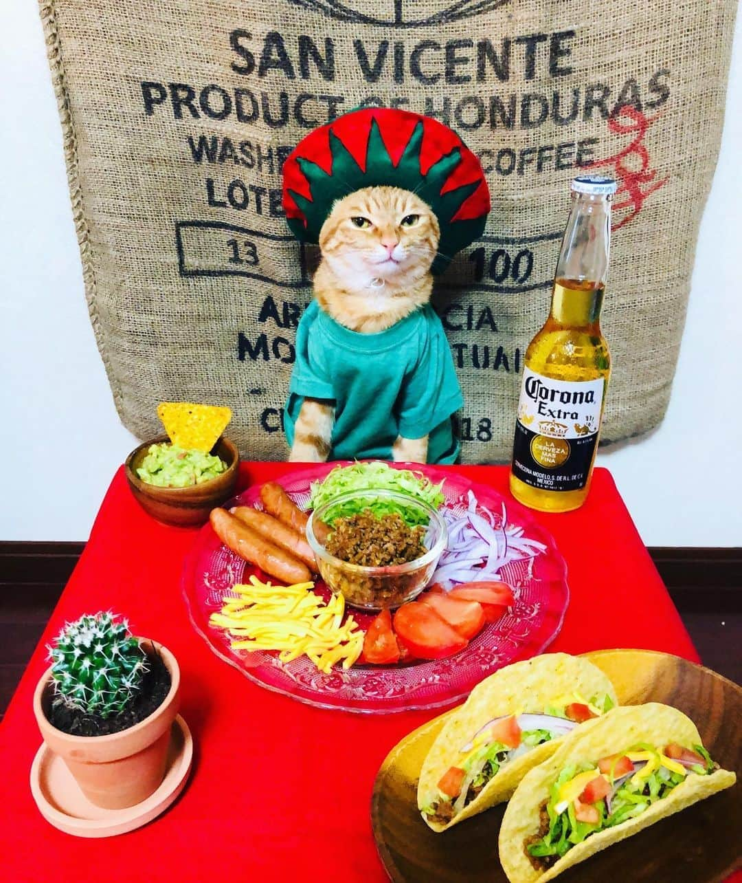 マロさんのインスタグラム写真 - (マロInstagram)「🌵Taco party🌮　　SWIPE▶️ ✴︎ いつもコメントありがとうございます😸🙏💕 返信出来なくてすみません🙇‍♀️ 全て拝見しています🐾 ✴︎ Thank you for your kind comments😸🙏💕 I'm sorry that I couldn't reply. ✴︎ #cat#cats#catsofinstagram#😻 #tacos#taco#beer#mexico  #ねこ#猫#ねこ部#ふわもこ部 #にゃんすたぐらむ#タコス #タコスパーティー #ビール #サボテン#料理#猫のいる暮らし  #斉藤和義#mannishboys」6月28日 21時11分 - rinne172