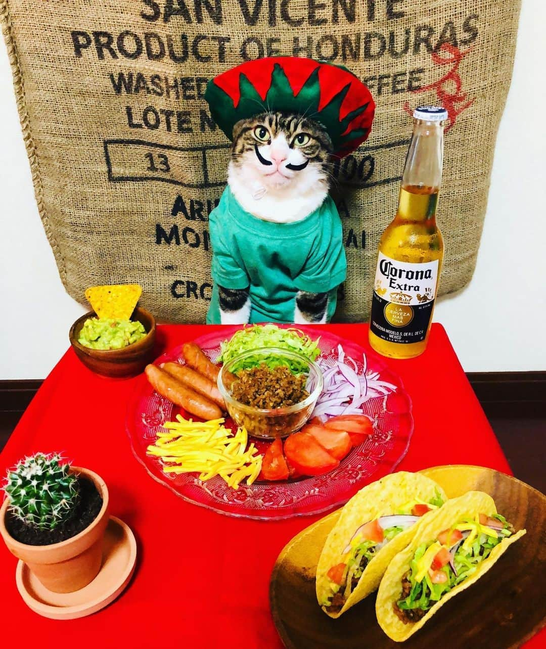 マロさんのインスタグラム写真 - (マロInstagram)「🌵Taco party🌮　　SWIPE▶️ ✴︎ いつもコメントありがとうございます😸🙏💕 返信出来なくてすみません🙇‍♀️ 全て拝見しています🐾 ✴︎ Thank you for your kind comments😸🙏💕 I'm sorry that I couldn't reply. ✴︎ #cat#cats#catsofinstagram#😻 #tacos#taco#beer#mexico  #ねこ#猫#ねこ部#ふわもこ部 #にゃんすたぐらむ#タコス #タコスパーティー #ビール #サボテン#料理#猫のいる暮らし  #斉藤和義#mannishboys」6月28日 21時11分 - rinne172