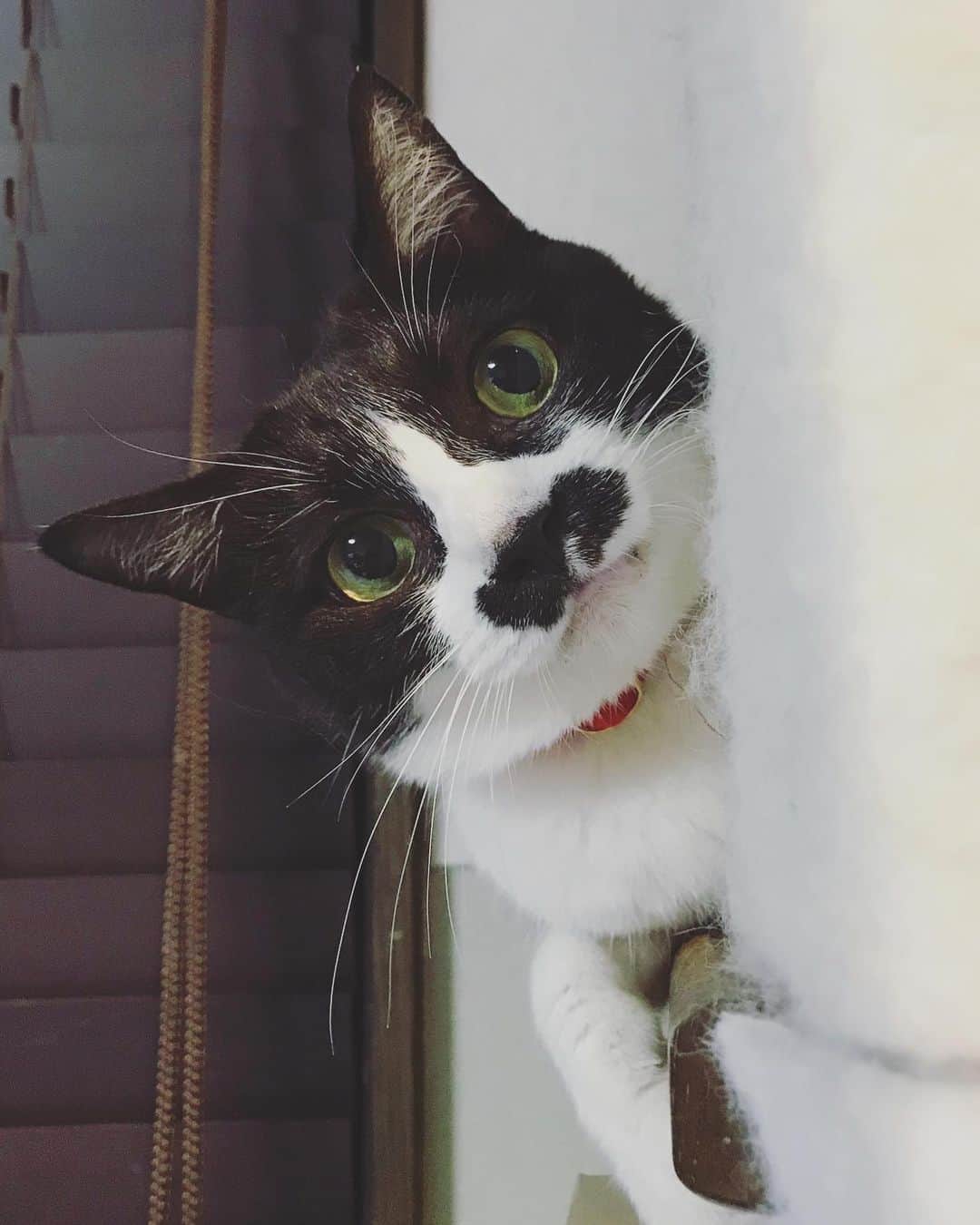 もじゃころのインスタグラム：「この世のものとは思えないくらいかわいいぺ🥺❤️❤️❤️❤️❤️国宝級！  #チョッチュ具志コロペッペ」