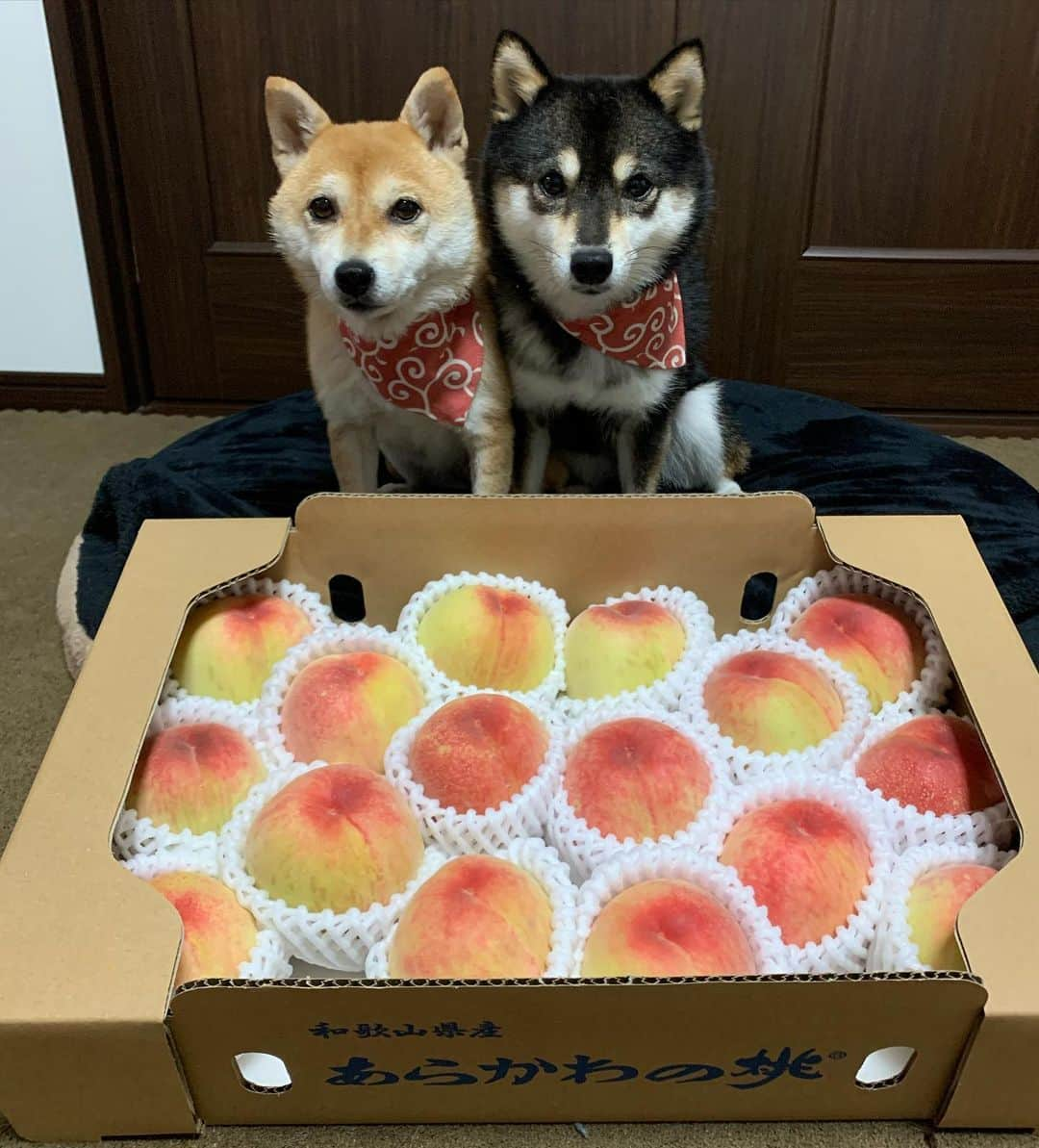 豆柴なつ&ふゆさんのインスタグラム写真 - (豆柴なつ&ふゆInstagram)「I went to go buy peach🍑😊❤️ 和歌山に桃🍑買いに行って来ました😊❤️ #桃　#あらかわの桃 #peach #shopping  #柴犬#shiba #shibainu #shibastagram #shibamania #sweet#豆柴#癒し #pecoいぬ部#doglove #買い物 #dogstagram #dogoftheday #かわいい#instashiba #甘い#🐕📷 #ふわもこ部#shibaaaaainu #shibadog #shibaaddict #犬#instacute #柴#proudshibas #cutepets」6月28日 21時23分 - mameshiba.natsuinu56