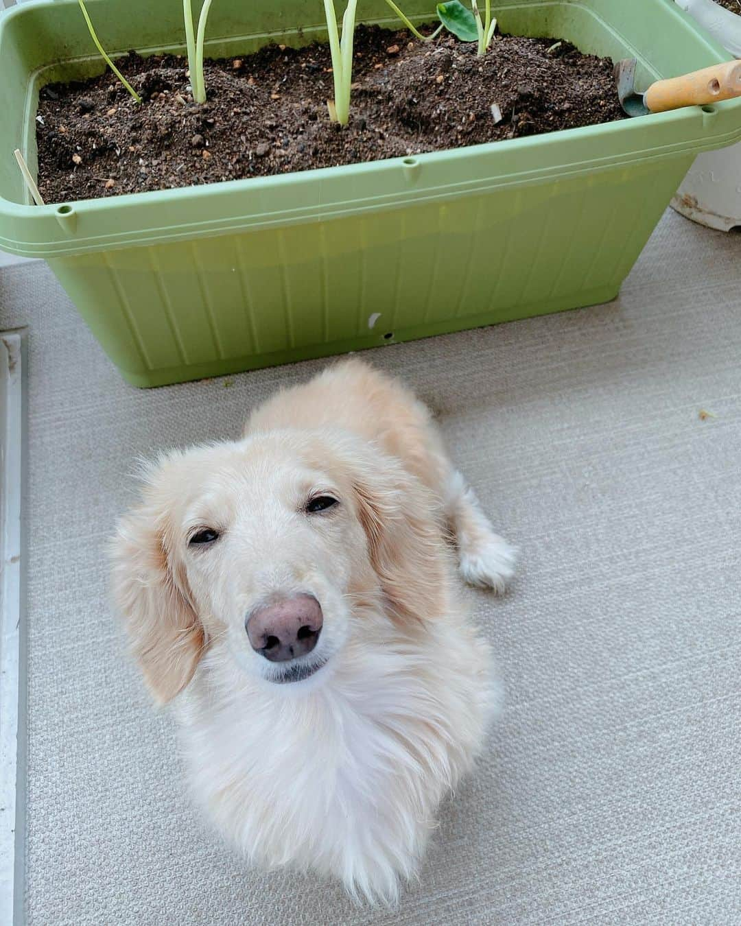 菅長愛子さんのインスタグラム写真 - (菅長愛子Instagram)「🐶🌱 トレーニングの動画撮影と動画編集が追い付かず… 諦めてトレーニングと関係ない投稿もする事にしました🙇‍♀️💦 ． 🐶愛犬(らぶ♀10歳) ． 可愛いんです。ミニチュアダックスです。 (一応ミニチュアね←)ぽっちゃりしているのはご愛嬌🐶❤️ ． 1枚目はいつもの可愛いらぶ🐶 2枚目は座ってごはん食べてたら睨んできたらぶ🐶 ． もっと可愛くて見て頂きたい写真がたくさんあるので、また載せますね🐶🐶🐶📷❤️ ． #犬のいる暮らし #ミニチュアダックス #ミニチュアダックスフンド #犬のいる生活 #犬好きな人と繋がりたい #いぬすたぐらむ #いぬのきもち #わんすたぐらむ #わんこのいる生活 #らぶ #🐶 #dogstagram #dog #dogs #doglover #family #love #diet #ダイエット #ダイエット仲間募集」6月28日 21時32分 - aiko_suganaga