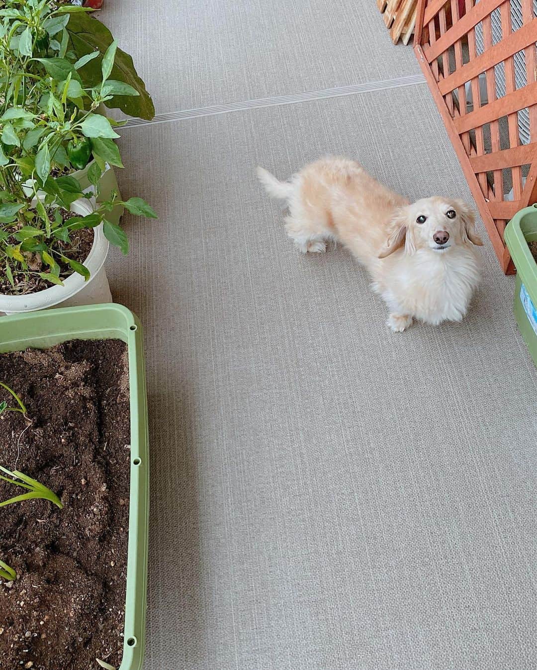 菅長愛子のインスタグラム：「🐶🌱 トレーニングの動画撮影と動画編集が追い付かず… 諦めてトレーニングと関係ない投稿もする事にしました🙇‍♀️💦 ． 🐶愛犬(らぶ♀10歳) ． 可愛いんです。ミニチュアダックスです。 (一応ミニチュアね←)ぽっちゃりしているのはご愛嬌🐶❤️ ． 1枚目はいつもの可愛いらぶ🐶 2枚目は座ってごはん食べてたら睨んできたらぶ🐶 ． もっと可愛くて見て頂きたい写真がたくさんあるので、また載せますね🐶🐶🐶📷❤️ ． #犬のいる暮らし #ミニチュアダックス #ミニチュアダックスフンド #犬のいる生活 #犬好きな人と繋がりたい #いぬすたぐらむ #いぬのきもち #わんすたぐらむ #わんこのいる生活 #らぶ #🐶 #dogstagram #dog #dogs #doglover #family #love #diet #ダイエット #ダイエット仲間募集」