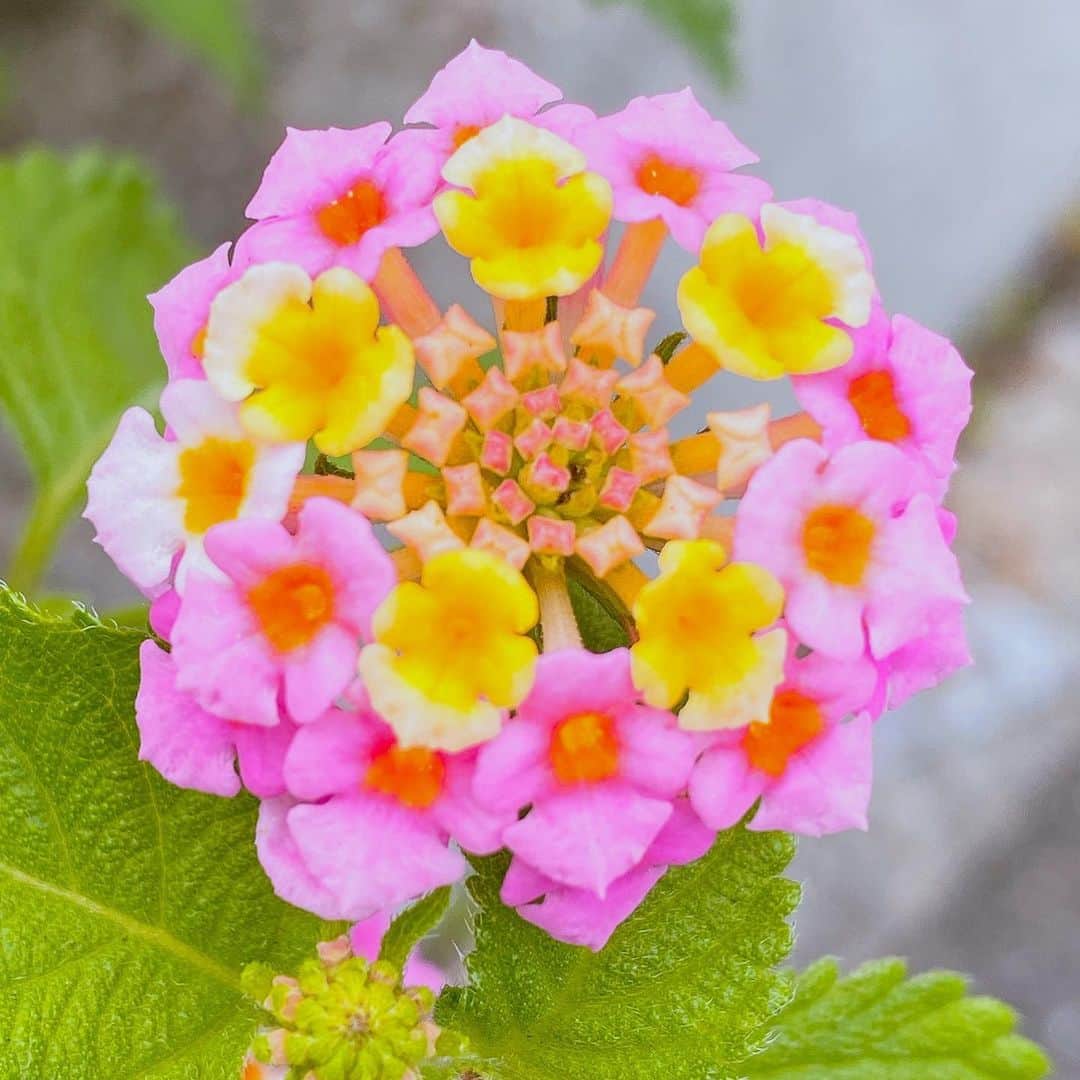 のインスタグラム：「道に咲く可愛いお花💐 #道端の花 #散歩 #꽃　 #花 #花畑 #花好き #花のある風景  #花が好き #花のある暮らし  #花のある生活 #花好きな人と繋がりたい  #花が好きな人と繋がりたい  #景色　#風景 #風景写真　#はなまっぷ #写真好きな人と繋がりたい  #カラフル #色 #綺麗  #japan_of_insta #daily_photo_jpn  #flower #flowers #flower_daily  #flowerbox #flowerpower  #flowerlovers #floweroftheday  #flowerphotography」