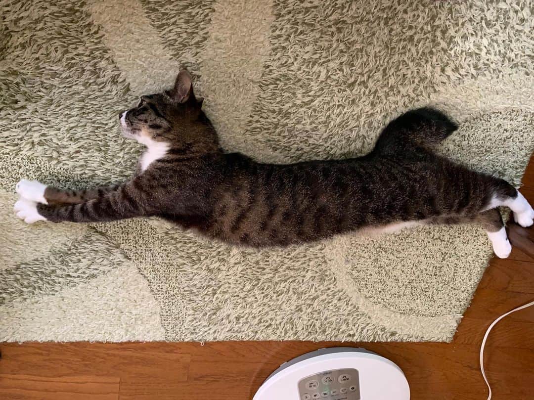 takegaeruのインスタグラム：「てんちゃん、ゴハンはよ下さいの舞い😽 #猫 #cat #よもねこ #よもぎねこ #キジトラ #きじとら」