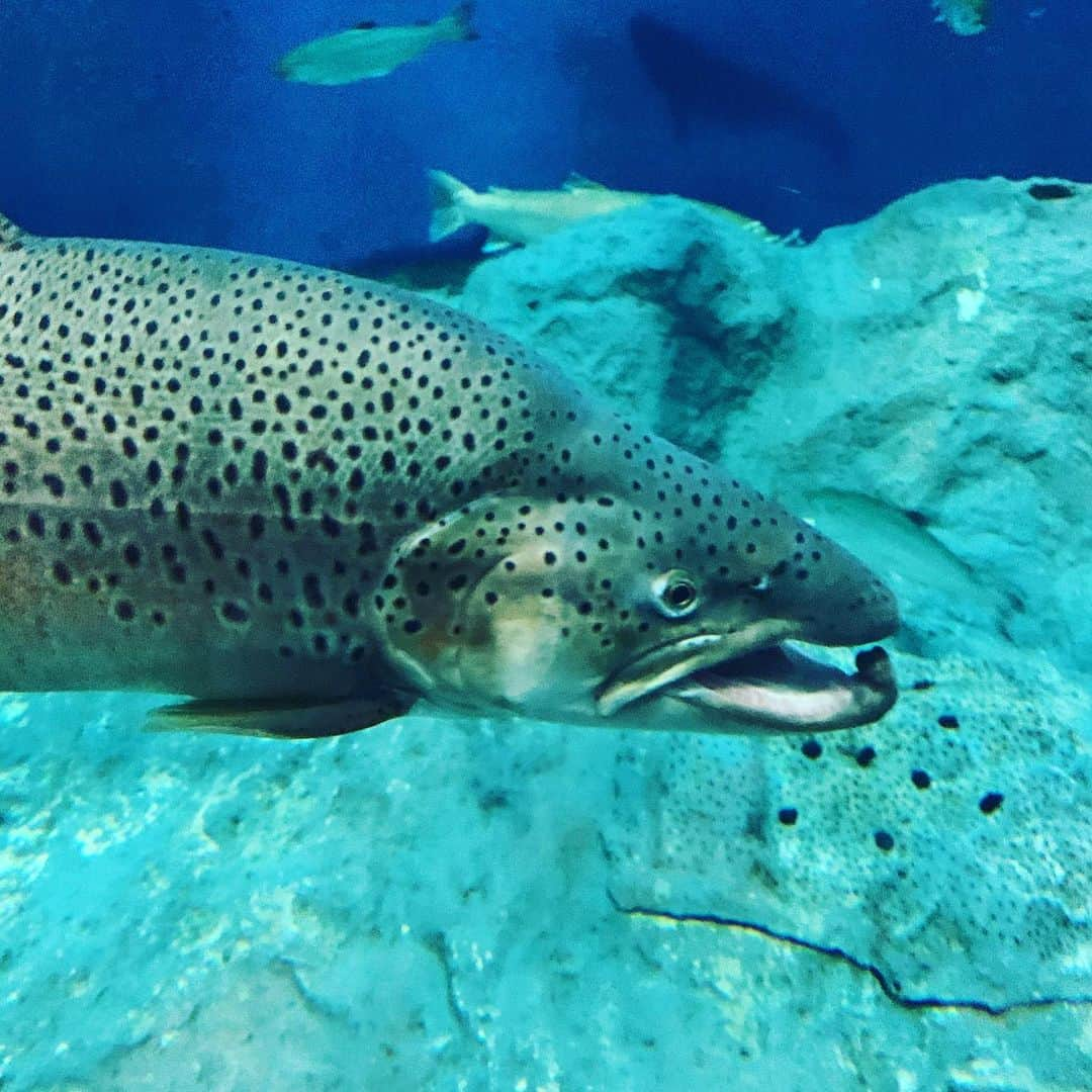 阿部晋也のインスタグラム：「サケのふるさと千歳水族館🐟 サケマス類を見るとテンションが上がります🎣  Doremo LeTAO美味でした。 朝食用に買ったパンが楽しみです🍞🥖 #久しぶりに家族でお出かけ #doremoletao #ドレモルタオ #パン #ふわ生食パン #サケのふるさと千歳水族館 #サケマスたくさん #ドクターフィッシュ初体験 #カメレオン発見 #なぜカメレオン」