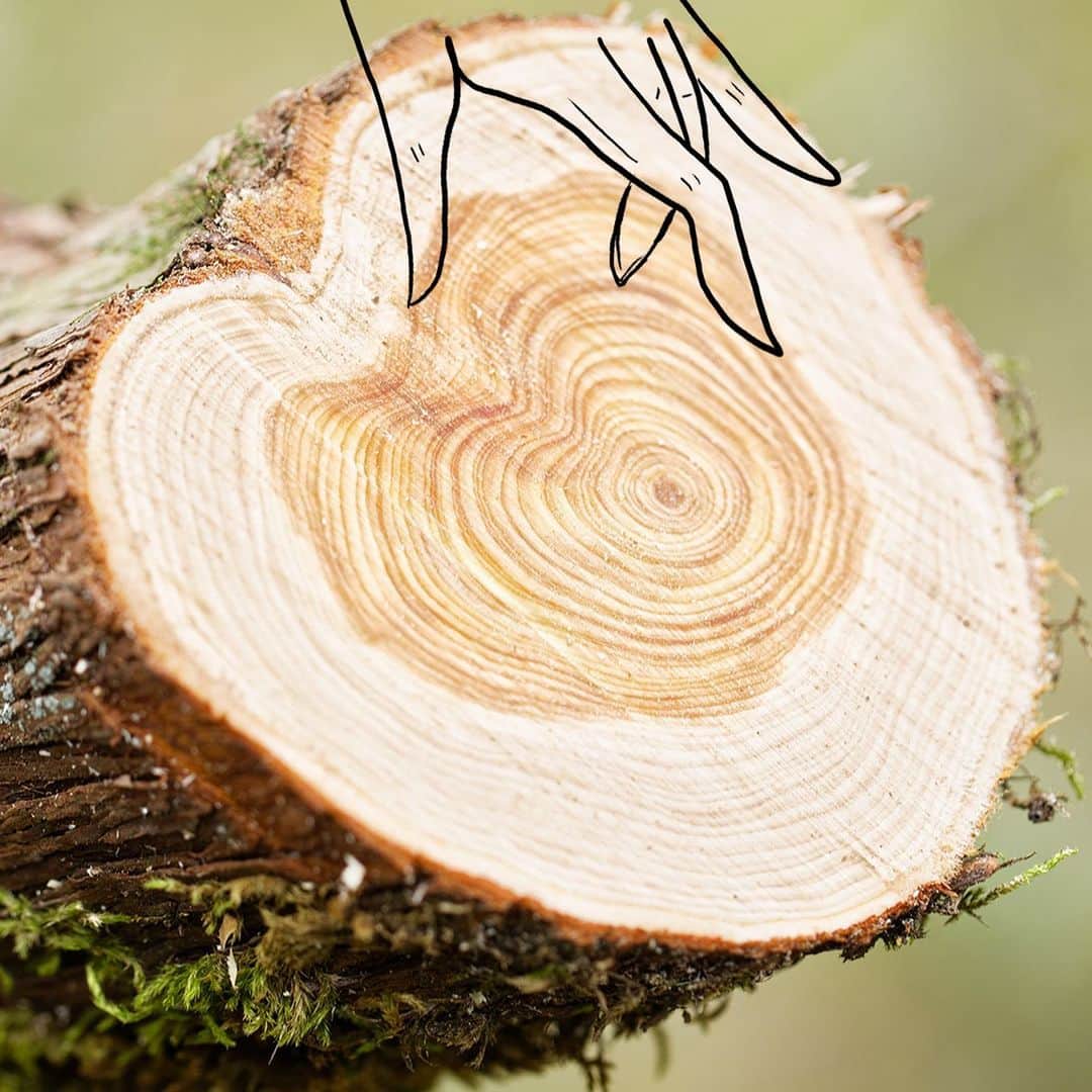 のインスタグラム：「STORYTIME: at the heart of our enticing cade wood, is a man, Michael Comte, who has an incredible story with this tree. Swipe to learn more... #LOccitaneSenses #Cade #Biodiversity #France #Upcycling #Ardeche #Nature #Organic #MadeinFrance #takecare」
