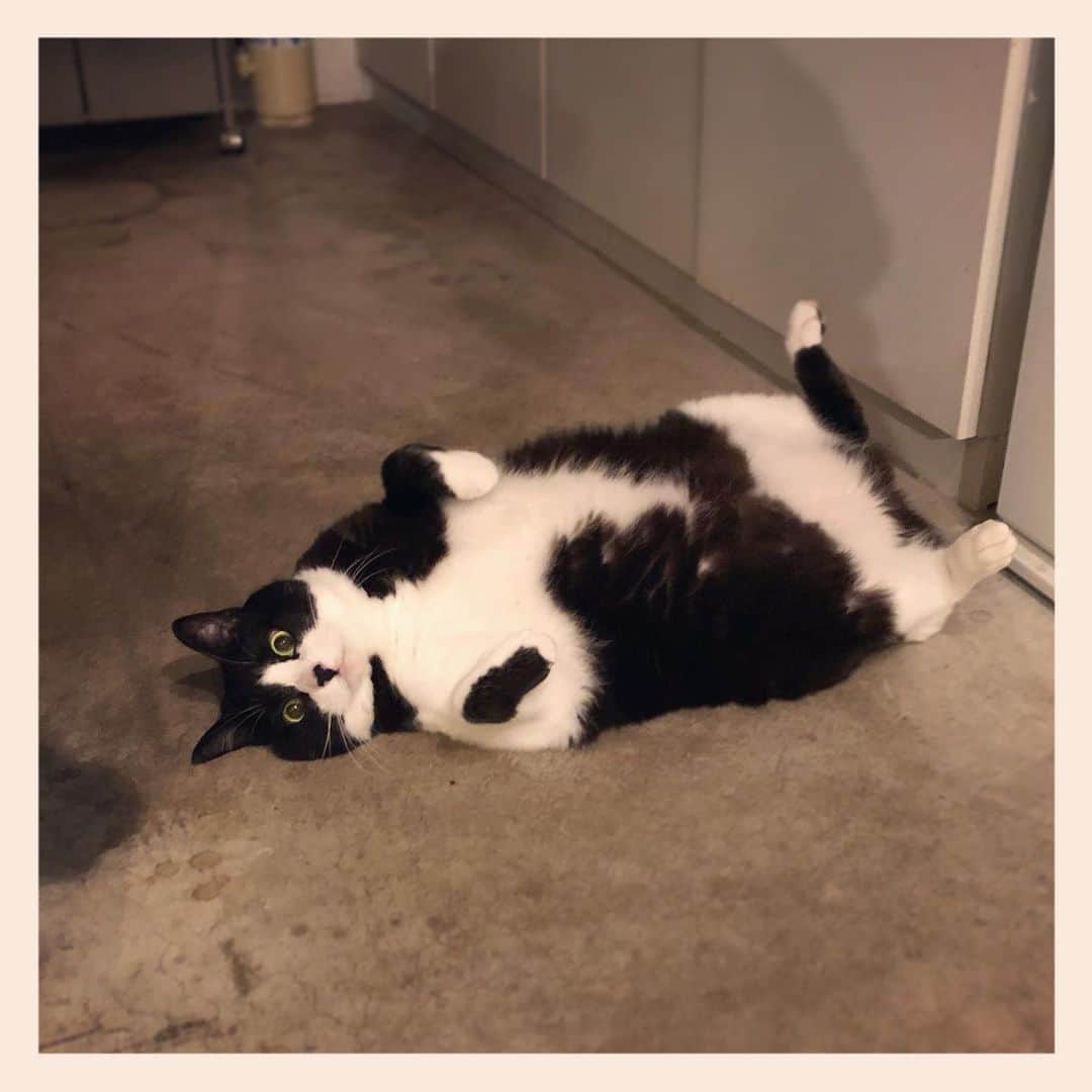 パンといっぴきのインスタグラム：「#元保護猫 #ハチワレ #白黒猫 #blackandwhitecat #tuxedocat」