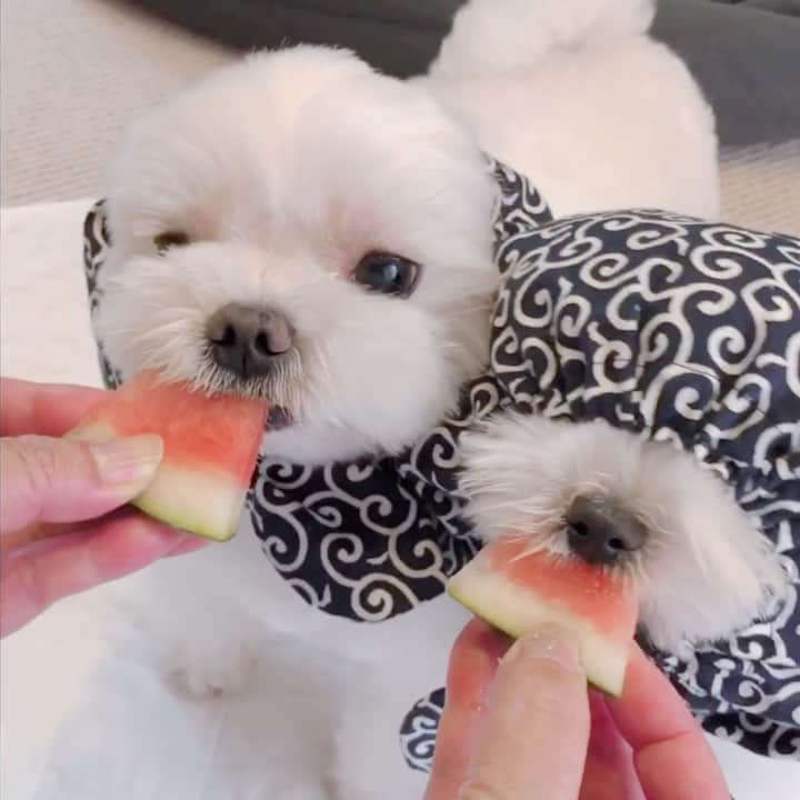 マルチーズ兄妹♡おかゆとおもちのインスタグラム：「…🍉('-' 🍉 )ｽｲｶﾁｬﾝ . . ぬすっこ、おかゆっちぃともっちぃ〜🐶🐶 今日はスイカ🍉泥棒したよ〜 ジュルル〜音たてながら美味しく食べてます😋 もっちぃは瓜の部分までいっとるやないか😅 . . . #スイカ  #ぬすっこ  #ぬすっこスヌード #ぬすっこクラブ . . . #9gag #9gagcute #maltese #malteseofinstagram #happydog #dogsmile #doglove #doglover #dogstagram #instadog #lovedogs #ilovemydog #cutedog #dogoftheday #instapet #말티즈 #fluffypack . #okayusan #マルチーズ #奈良犬民  #エブリドッグ  #pecotv #pecodogs  #マルチーズ兄妹 .」