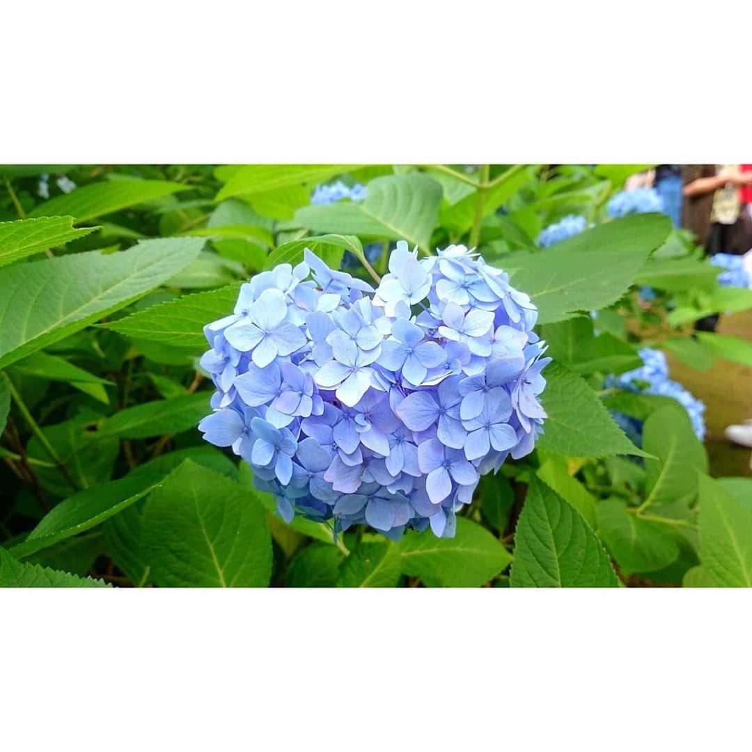 巴山萌菜さんのインスタグラム写真 - (巴山萌菜Instagram)「＊. 『 #いろんな形 #いろんな色 #小さな花 でも #たくさん集まれば #大きな花 』 #あじさい #はーと」6月28日 22時19分 - mona_tomoyama