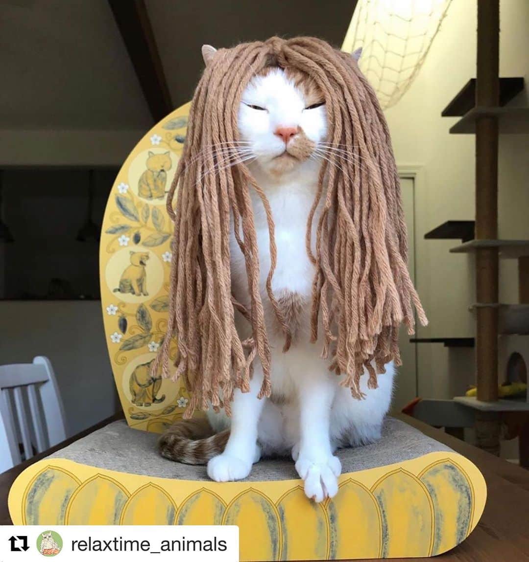 おもしろ動物のinstagram おもしろ動物インスタグラム ハッシュタグ