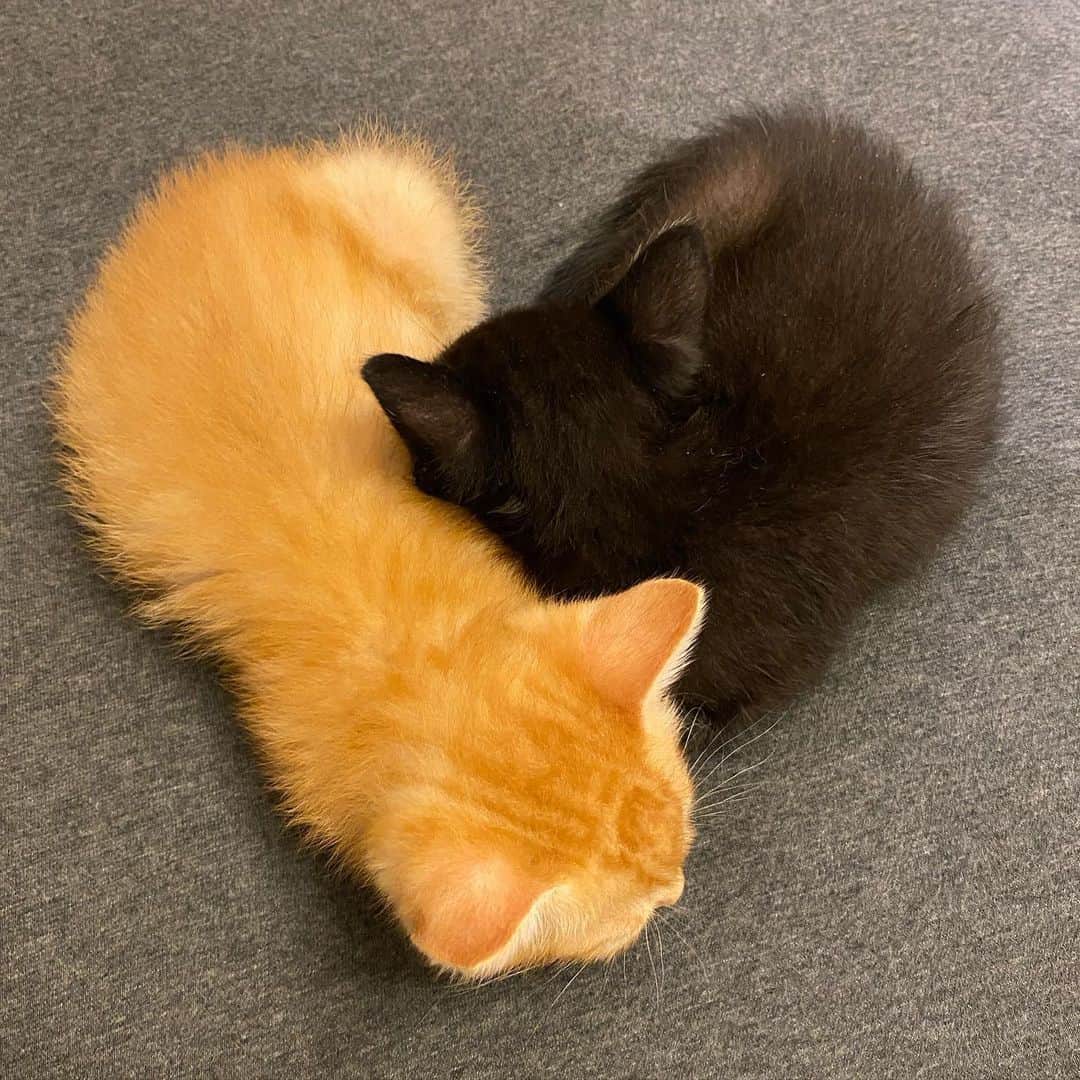 のインスタグラム：「♡ _  #cat #kitten #catstagram #catsofinstagram #catsagram #babycat #子猫 #保護猫 #保護ねこ #実家猫 #ねこ #cat_of_instagram #cat_of_world #catlife #catlover #catlovers #fluffy #fluffycat #にゃんすたぐらむ #ねこすたぐらむ #ふわもこ部 #黒猫 #黒猫部 #茶トラ #茶トラ男子部 #ぺーぽん #仔猫」