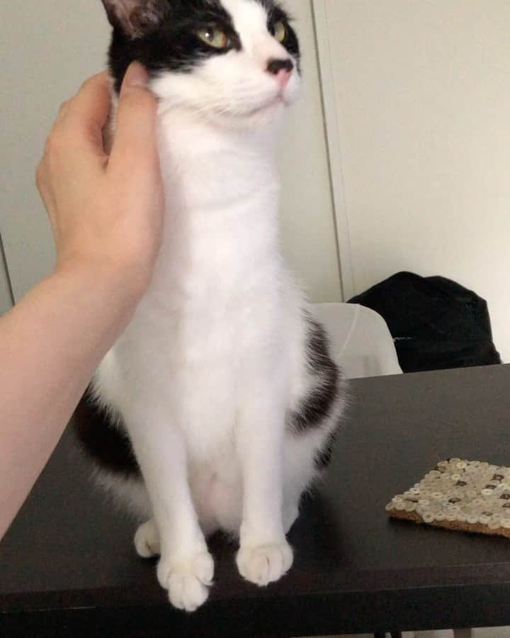 ぽんずのインスタグラム：「愛でる。  #ねこ#猫#cat#猫好き#親バカ#はちわれ#ハチワレ#はちわれ猫#ハチワレ猫#白黒猫部#にゃんすたぐらむ#ilovecat#猫大好き#うちの猫自慢#白黒猫 #我が家のぽんずくん #ちゅーちゅー妖怪」