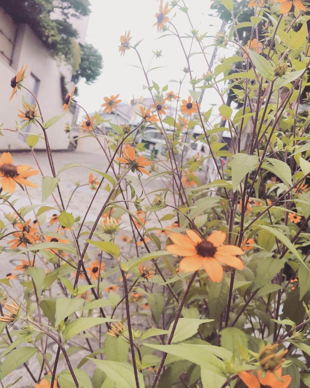 中山来未のインスタグラム：「心に色んなモノが溢れてしまったときはキレイなモノを取り込みたい。」