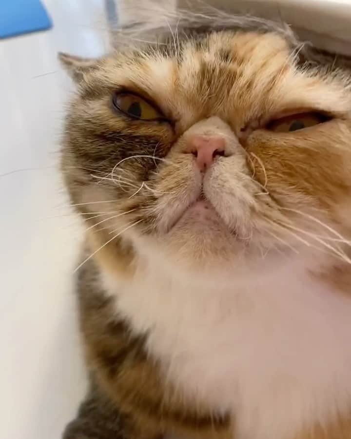 Tinaのインスタグラム：「Get a cat they said, it will be fun they said ...🤪😹」