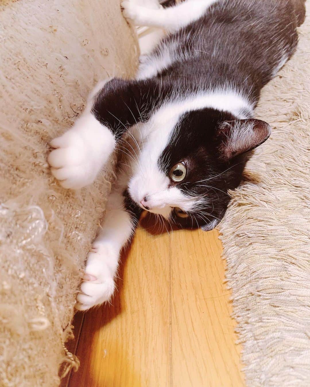 みはとのインスタグラム：「ソファボロボロ😛 ・ びびさんはこうやって進んで爪とぎするのが好き。 ・ でもカーテンと壁は無傷だからえらい🥰 ・ ・ #にゃんこ  #ソファで爪とぎ  #nyanstagram  #猫あるある  #vivi」