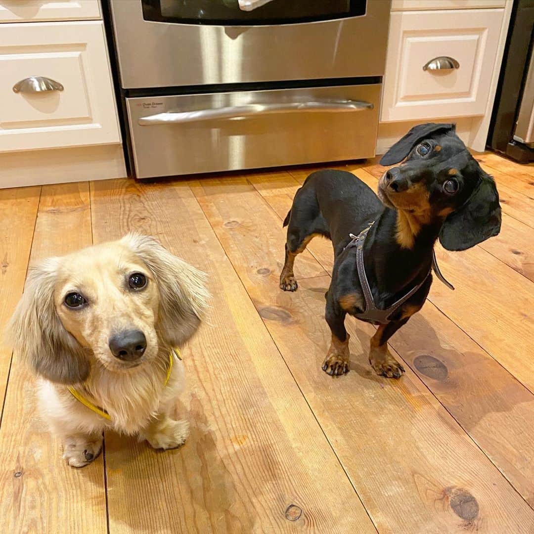 Crusoe the Celebrity Dachshundのインスタグラム：「“No longer having a gallbladder, Dad has proposed I eat 4 smaller meals a day instead of 2 normal meals. I have countered at 5 large meals a day.” ~ Crusoe」