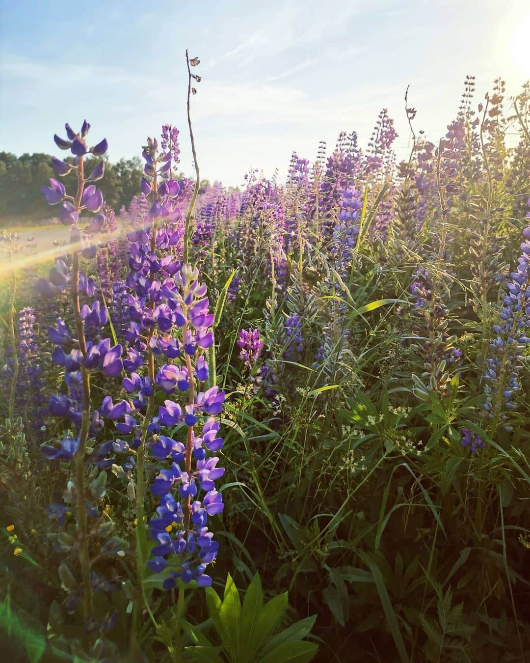 セシリア・トルンさんのインスタグラム写真 - (セシリア・トルンInstagram)「Kesä ja hattivattilupiinit 💜」6月25日 2時27分 - ceciliatorn