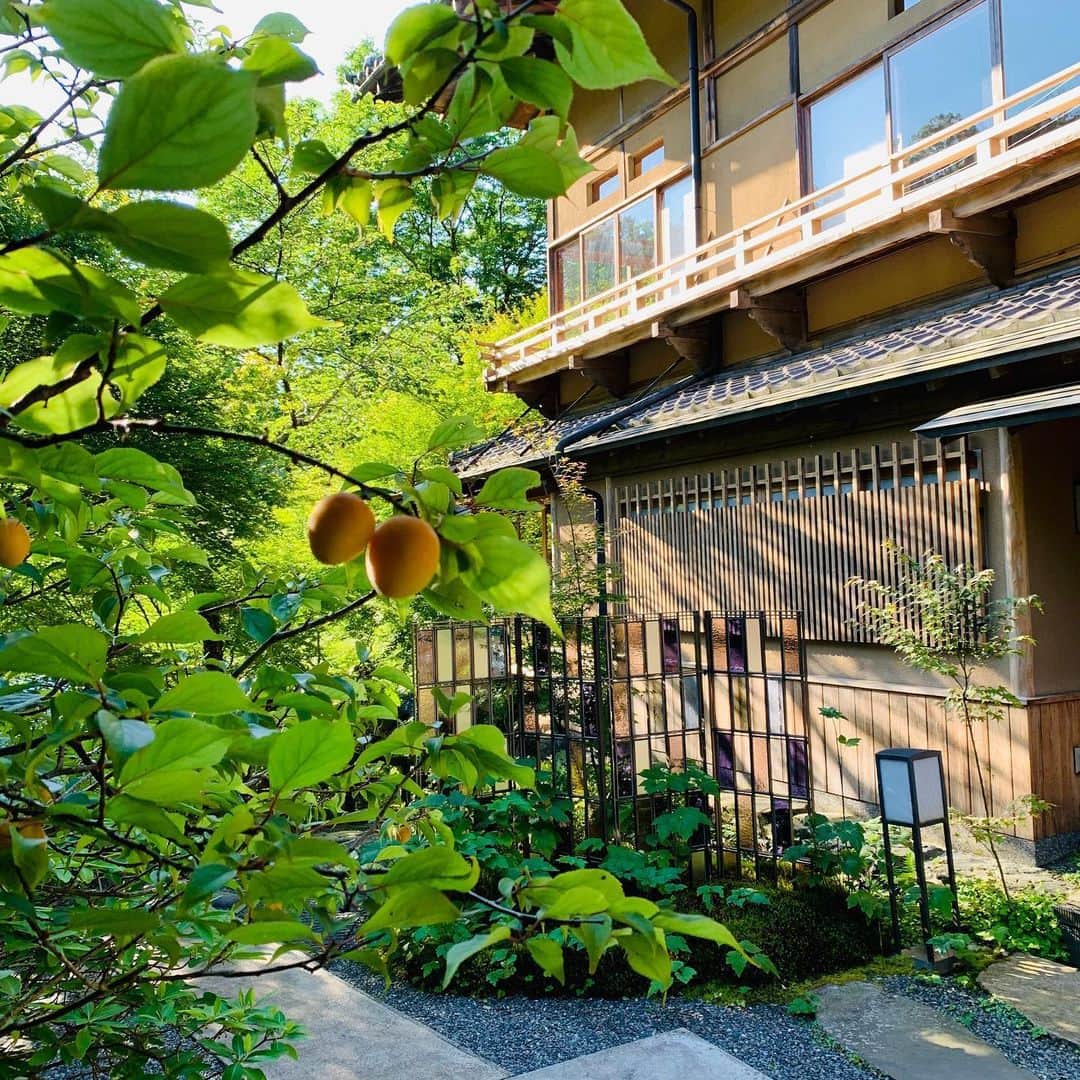 HOSHINOYA｜星のやさんのインスタグラム写真 - (HOSHINOYA｜星のやInstagram)「You can feel the beginning of summer with seasonal plants, ume(Japanese apricot). #hoshinoya #hoshinoyakyoto #hoshinoresorts #kyoto #arashiyama #summer #星のや #星のや京都 #星野リゾート #夏 #京都」6月24日 18時26分 - hoshinoya.official