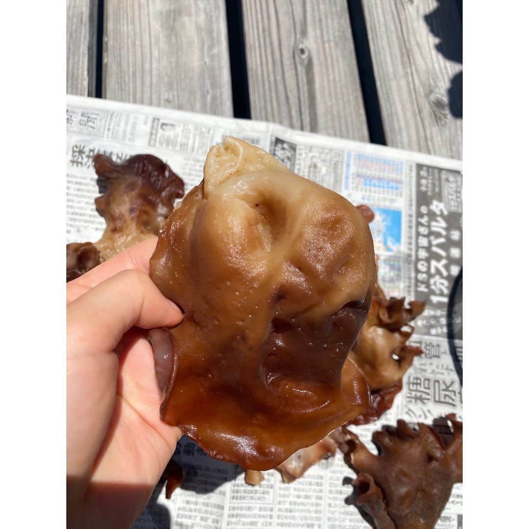 大野南香さんのインスタグラム写真 - (大野南香Instagram)「*﻿ 【🍄Kikurage tsukudani🍄】﻿ I picked up fresh "Kikurage", wood ear mushroom, and made its "Tsukudani", cooked in soy sauce!﻿ I actually loved the texture of the mushroom, which is like chewy, crunchy,,,(I couldn't find the exact word expressing the texture in English😂)﻿ I never had chance to pick up "Kikurage" before and this was the first time to see how it's stuck with wood. It was like "dark brown thing"...I wonder how people discovered that it could be eatable...💭﻿ ﻿ ＊How To Cook﻿ 1. cut "Kikurage" into bite size pieces﻿ ﻿ 2.cook it with soy sauce, mirin (sweet cooking sake), sake, and later sesame﻿ (add sugar if you want)﻿ ﻿ 3.Done! enjoy♡﻿ ☺︎︎﻿ ☺︎︎﻿ ☺︎︎﻿ 【🍄きくらげの佃煮🍄】﻿ エンドウ豆を採取したときにきくらげも採取したので佃煮にしてみた︎︎ ︎︎☺︎︎﻿ このコリコリ食感がたまらない！♥️﻿ 調味料を調節してご飯に合うように味濃いめにしたり、甘みを足したければ砂糖類を足しても◎私はあっさりな味付けが好きなので最低限の調味料で🧂﻿ 余ったきくらげは天日干しにして乾燥させて保存したよ💡﻿ ﻿ ＊作り方﻿ 1.きくらげを食べやすい大きさにカット﻿ ﻿ 2.醤油、みりん、酒を足して水分なくなるまで煮る﻿ ﻿ 3.完成♡﻿ ﻿ #everydayhappy ︎︎ ︎︎☺︎︎﻿ ﻿ #ヘルシー﻿ #料理﻿ #クッキングラム ﻿ #cooking﻿ #healthyfood﻿ #minakaskitchen﻿ #vegansweets﻿ #ヴィーガンスイーツ﻿ #homemade ﻿ #homemadefood ﻿ #vegan﻿ #vegetarian﻿ #plantbased ﻿ #ベジタリアン﻿ #ヴィーガン﻿ #ビーガン﻿ #organic﻿ #organicfood ﻿ #bio﻿ #オーガニックカフェ﻿ #seasonal ﻿ #seasonalvegetables ﻿ #キクラゲ﻿ #佃煮﻿ #japanesefood ﻿ #homefood ﻿ #mushroom﻿ #家庭料理﻿ #和食」6月24日 18時21分 - minaka_official