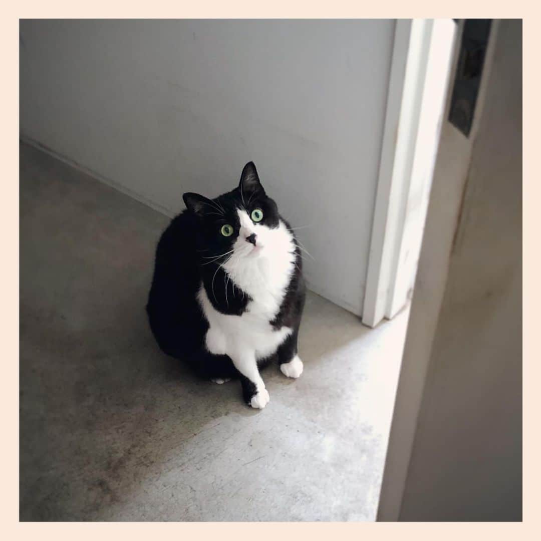 パンといっぴきのインスタグラム：「#元保護猫 #ハチワレ #白黒猫 #blackandwhitecat #tuxedocat」