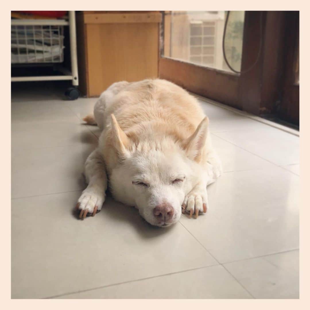 パンといっぴきのインスタグラム：「#元保護犬 #雑種犬 #crossbreed #mixdog #sleepingdog #眠る犬」