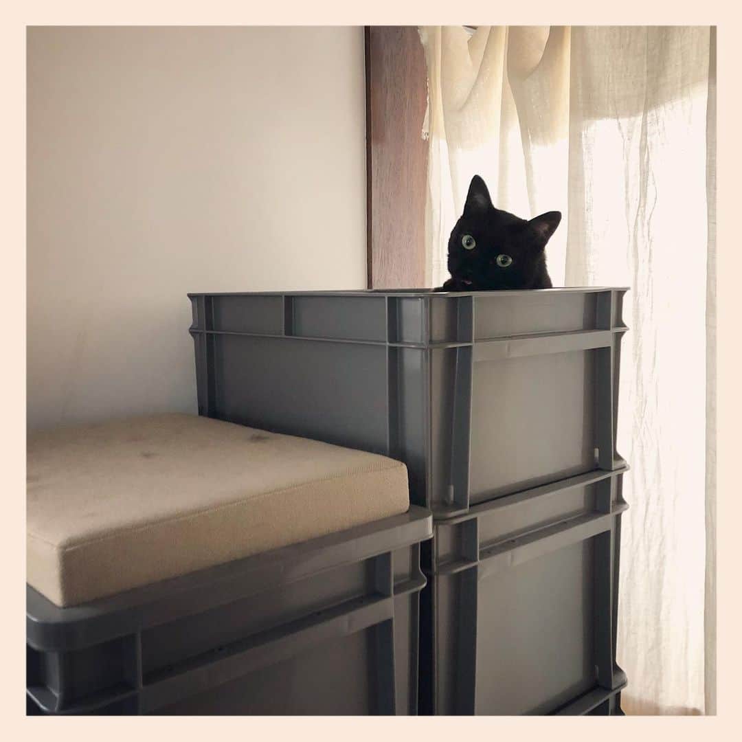 パンといっぴきのインスタグラム：「#元野良猫 #黒猫 #blackcat」