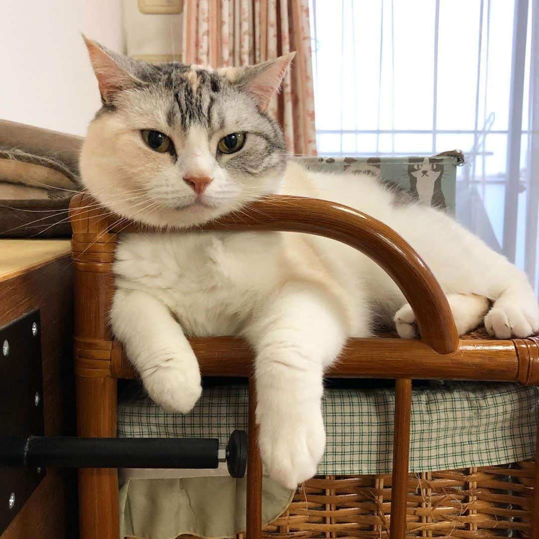ホタテ＆クラム＆シラスのインスタグラム：「相当ここがお気に入りらしい #cat #neko #ScottishFold #猫 #ねこ #スコティッシュフォールド #catstagram #instagram #instagramjapan #ig_japan #igersjp」