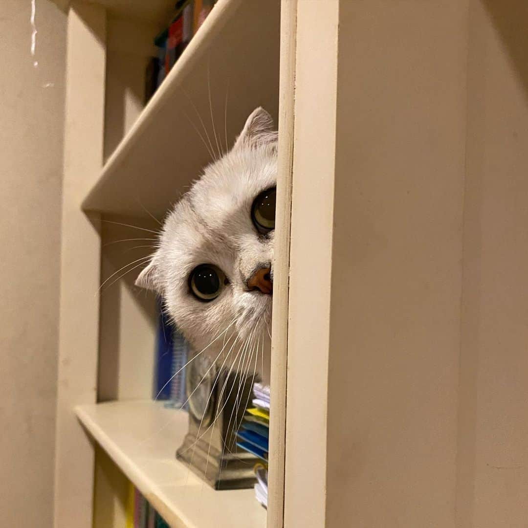 Haruのインスタグラム：「Let’s play hide and seek.」